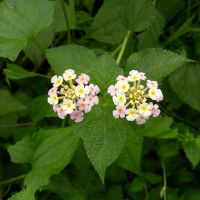 Lantana